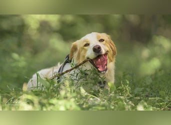 Ein cooler Typ - Attila wunderschön, stolz und selbstbewusst