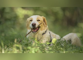 Ein cooler Typ - Attila wunderschön, stolz und selbstbewusst