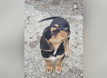 Potato – ein kleiner Charmeur sucht DICH