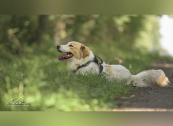 Ein cooler Typ - Attila wunderschön, stolz und selbstbewusst