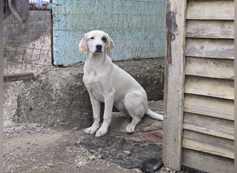 Snow -eine zarte Seele sucht ihr Glück