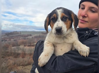 Mi - ein kleiner Bube sucht DICH