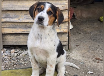 Mi - ein kleiner Bube sucht DICH