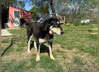 Rasvan - sanfter Riese sucht sein Glück