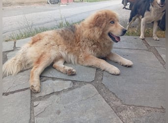 Leon – Ein sanfter Herzenshund mit ganz besonderen Augen