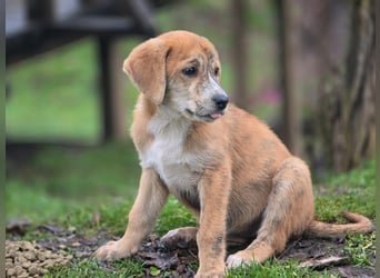 Vanilla - ein kleiner Sonnenschein auf vier Pfoten