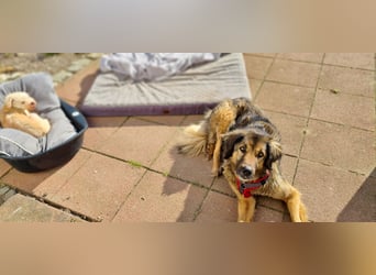 Senior Silas sucht seinen Ruhestand – ein souveräner Begleiter mit großem Herz