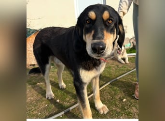 Rasvan - sanfter Riese sucht sein Glück