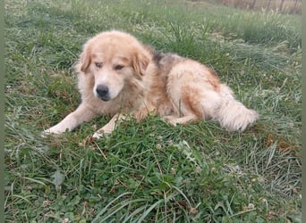 Leon – Ein sanfter Herzenshund mit ganz besonderen Augen