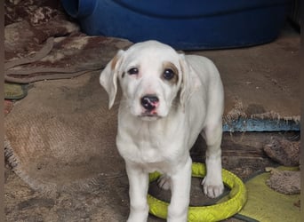 Snow -eine zarte Seele sucht ihr Glück