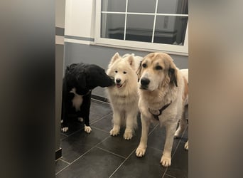 Gaia – eine treue Weggefährtin sucht ihr Für-immer-Zuhause