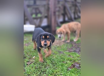 Cupcake - ein kleines Wunder mit großem Herzen