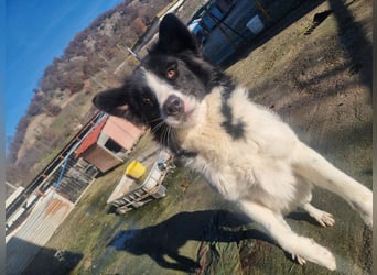 Viggo – ein Kämpfer mit ganz großem Herz