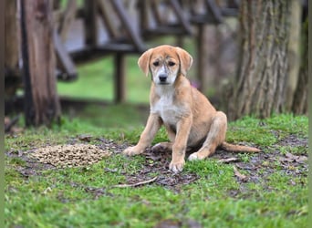 Vanilla - ein kleiner Sonnenschein auf vier Pfoten