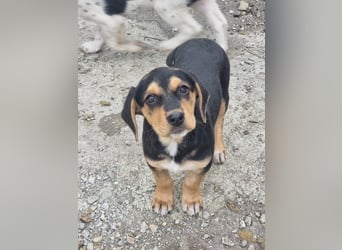 Potato – ein kleiner Charmeur sucht DICH