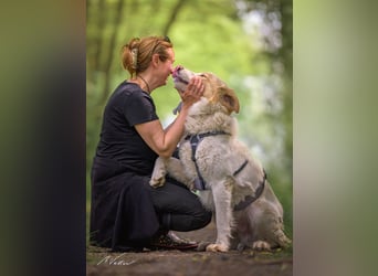 Ein cooler Typ - Attila wunderschön, stolz und selbstbewusst