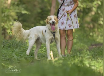 Ein cooler Typ - Attila wunderschön, stolz und selbstbewusst