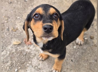 Potato – ein kleiner Charmeur sucht DICH