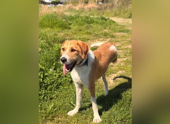 Karli - ein lebensfroher Familienhund sucht Dich!