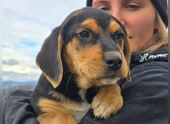 Potato – ein kleiner Charmeur sucht DICH