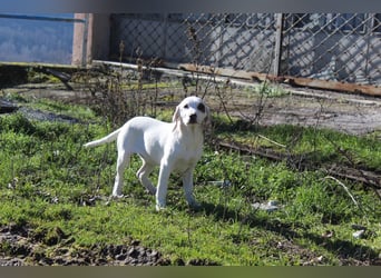 Snow -eine zarte Seele sucht ihr Glück