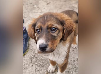 Chilli sucht ihren Menschen