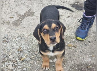 Potato – ein kleiner Charmeur sucht DICH