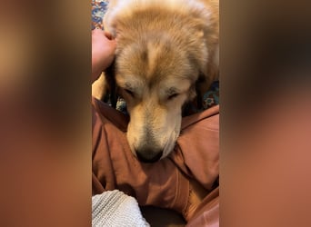 Gaia – eine treue Weggefährtin sucht ihr Für-immer-Zuhause