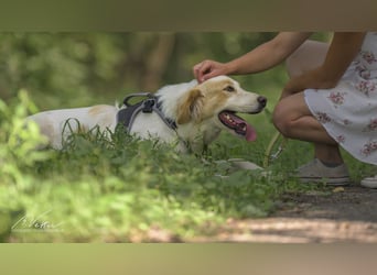 Ein cooler Typ - Attila wunderschön, stolz und selbstbewusst