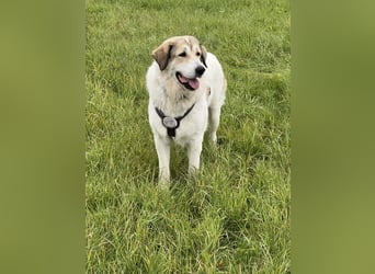 Gaia – eine treue Weggefährtin sucht ihr Für-immer-Zuhause