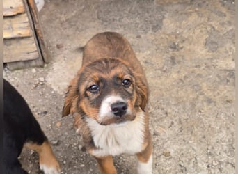 Chilli sucht ihren Menschen