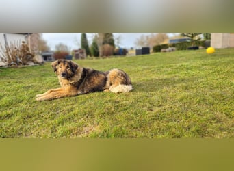 Senior Silas sucht seinen Ruhestand – ein souveräner Begleiter mit großem Herz