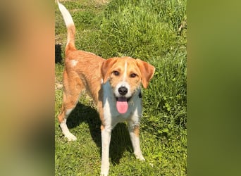 Karli - ein lebensfroher Familienhund sucht Dich!