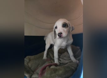 Snow -eine zarte Seele sucht ihr Glück