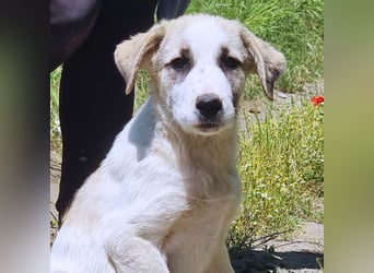 Meli – kleine Kämpferin mit großem Herzen sucht ihr Zuhause