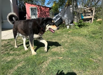 Rasvan - sanfter Riese sucht sein Glück