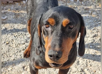 Fotis - sanfter Tanzbär voller Lebensfreude sucht sein Zuhause für immer!