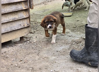 Chilli sucht ihren Menschen