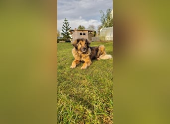 Senior Silas sucht seinen Ruhestand – ein souveräner Begleiter mit großem Herz