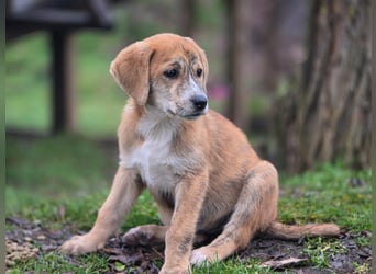 Vanilla - ein kleiner Sonnenschein auf vier Pfoten