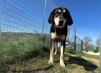 Rasvan - sanfter Riese sucht sein Glück