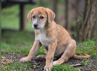 Vanilla - ein kleiner Sonnenschein auf vier Pfoten