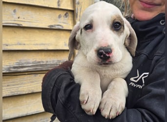 Snow -eine zarte Seele sucht ihr Glück