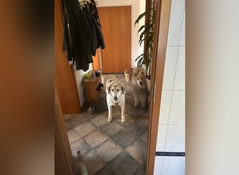 Gaia – eine treue Weggefährtin sucht ihr Für-immer-Zuhause