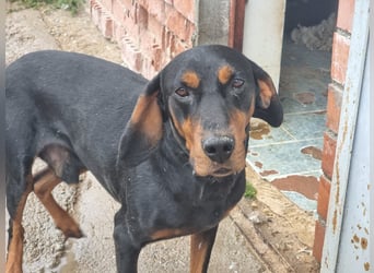 Fotis - sanfter Tanzbär voller Lebensfreude sucht sein Zuhause für immer!