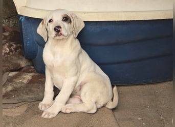 Snow -eine zarte Seele sucht ihr Glück