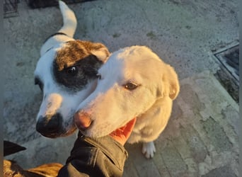 Safira – ein junges Hundemädchen sucht dich!
