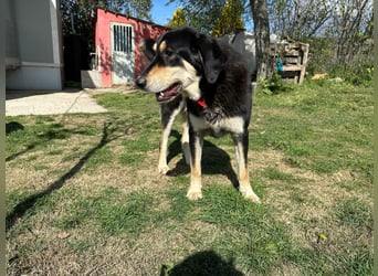 Rasvan - sanfter Riese sucht sein Glück