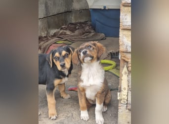 Chilli sucht ihren Menschen