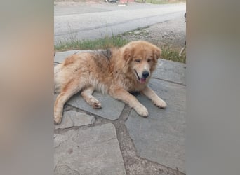 Leon – Ein sanfter Herzenshund mit ganz besonderen Augen